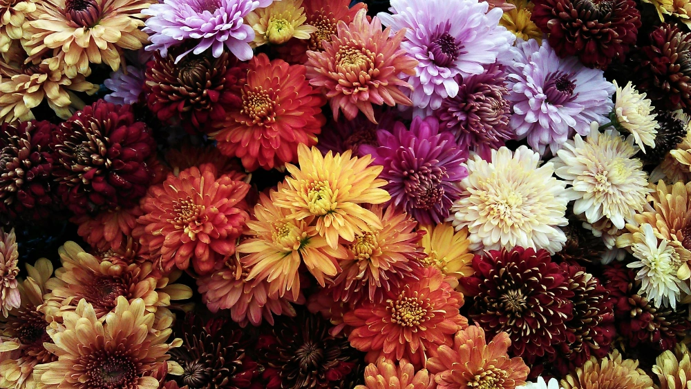 Composizione di fiori colorati